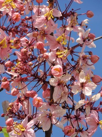 Cassia Bakeriana (3).JPG